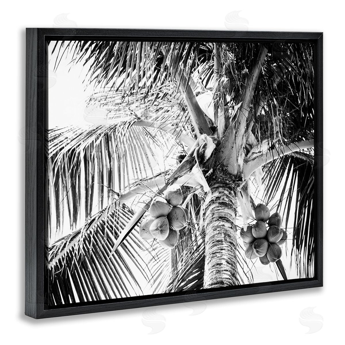 Two Smart Blondes Tropical Coconut Fruits Growing Monochrome Palm Tree  Black Floating Frame Canvas Wall Art Print