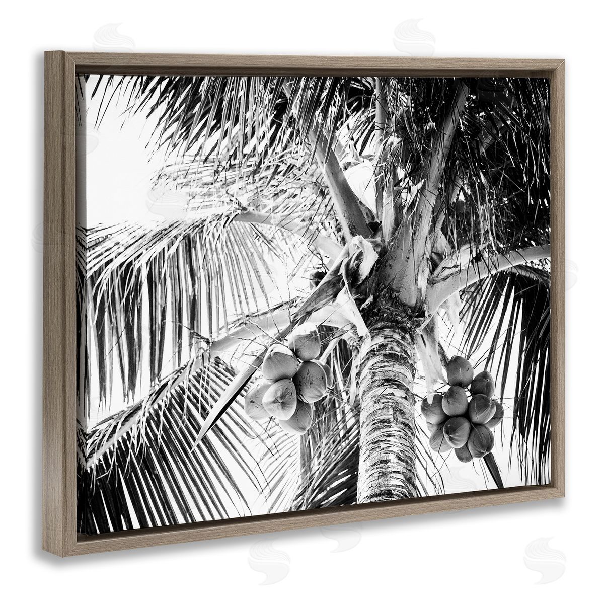 Two Smart Blondes Tropical Coconut Fruits Growing Monochrome Palm Tree  Brown Floating Frame Canvas Wall Art Print