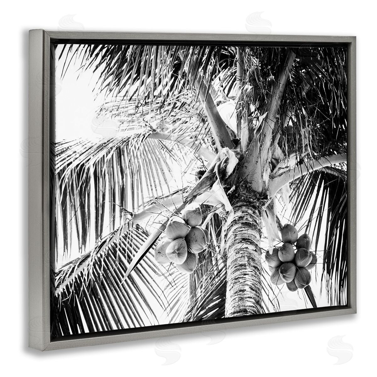 Two Smart Blondes Tropical Coconut Fruits Growing Monochrome Palm Tree  Gray Floating Frame Canvas Wall Art Print