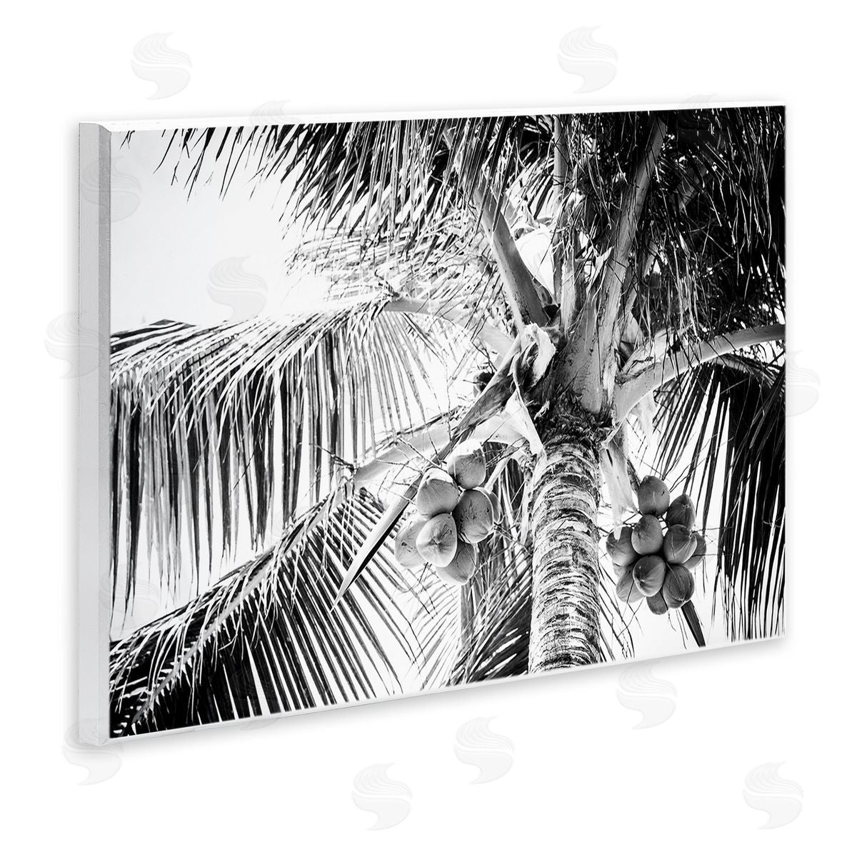 Two Smart Blondes Tropical Coconut Fruits Growing Monochrome Palm Tree  Wall Plaque Art Print