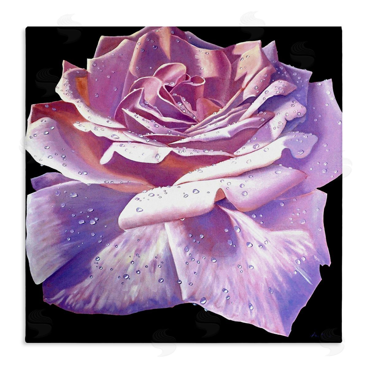 Alan Weston Lush Pink Rose Petals Flower Water Droplets  Stretched Canvas Wall Art Print