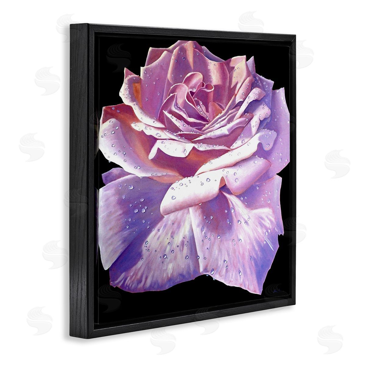 Alan Weston Lush Pink Rose Petals Flower Water Droplets  Black Floating Frame Canvas Wall Art Print