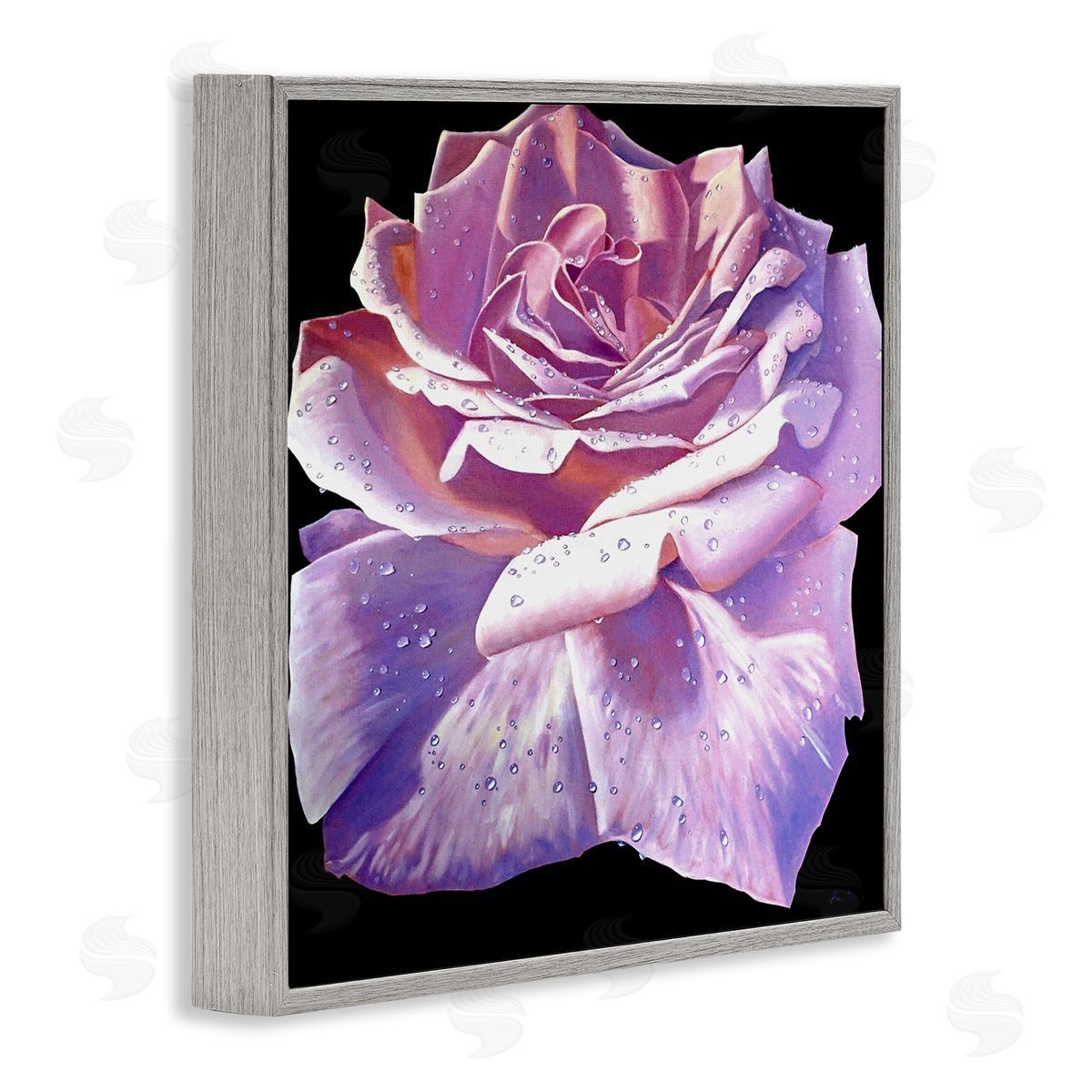 Alan Weston Lush Pink Rose Petals Flower Water Droplets  Gray Framed Glicee Wall Art Print