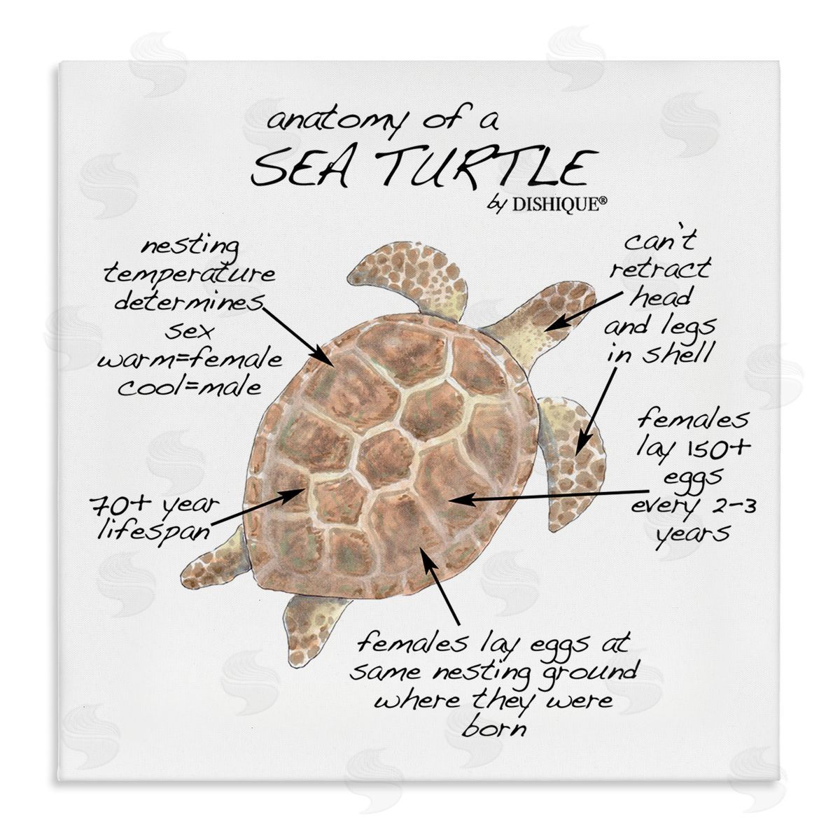 Dishique Sea Turtle Anatomy Marine Life Animal Chart  Stretched Canvas Wall Art Print