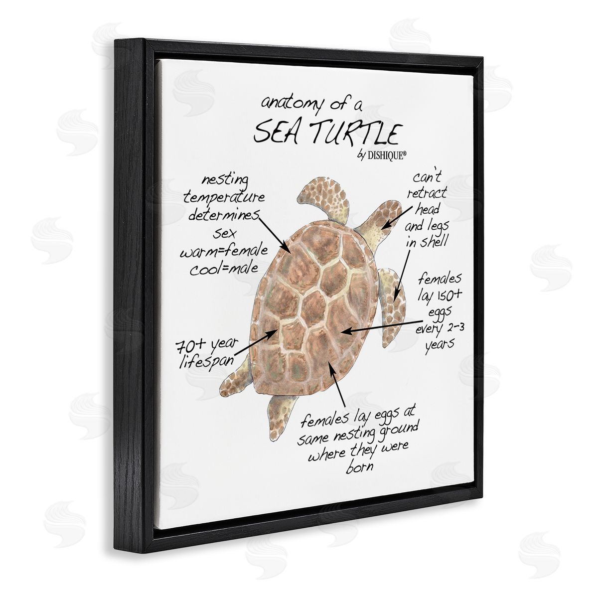 Dishique Sea Turtle Anatomy Marine Life Animal Chart  Black Floating Frame Canvas Wall Art Print