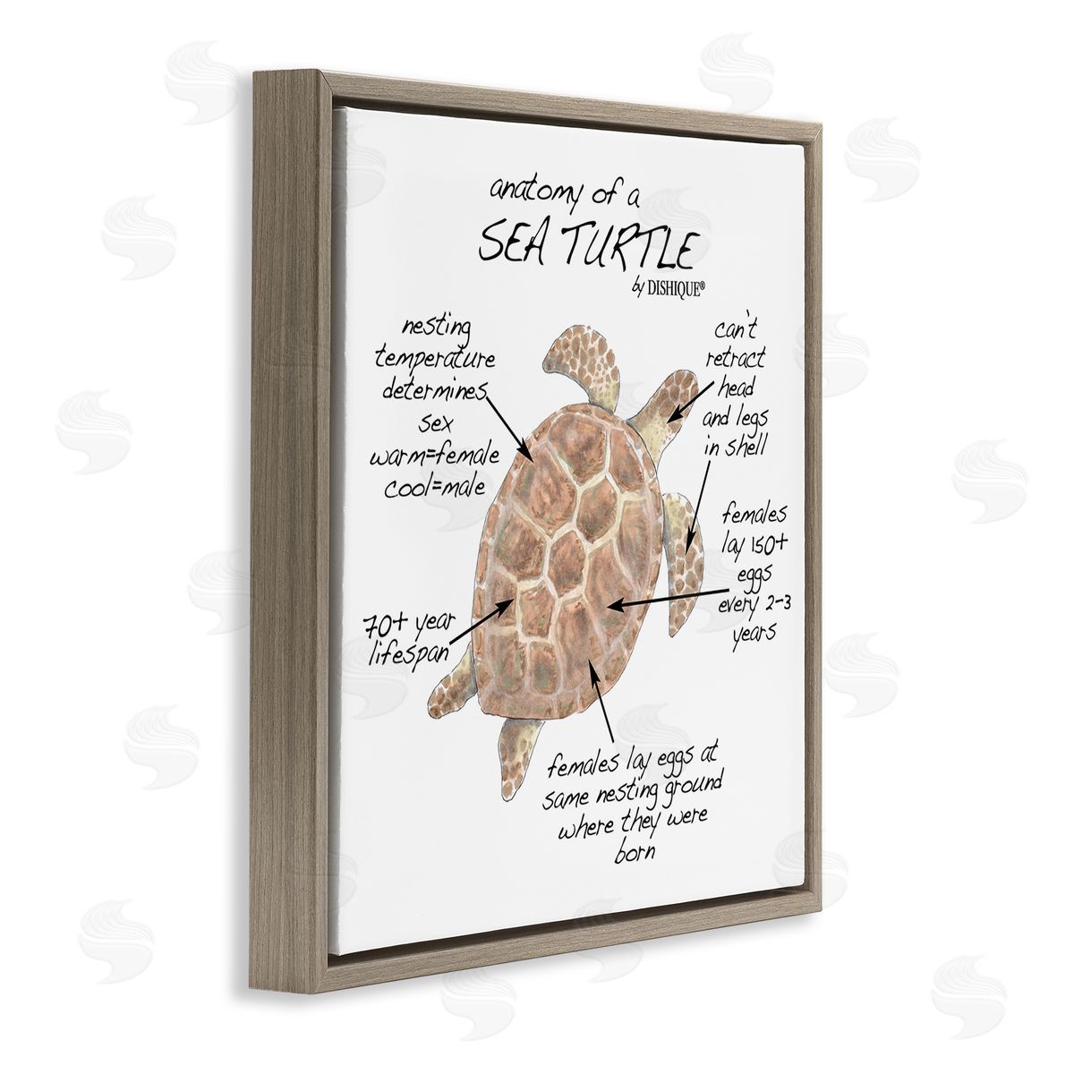 Dishique Sea Turtle Anatomy Marine Life Animal Chart  Brown Floating Frame Canvas Wall Art Print