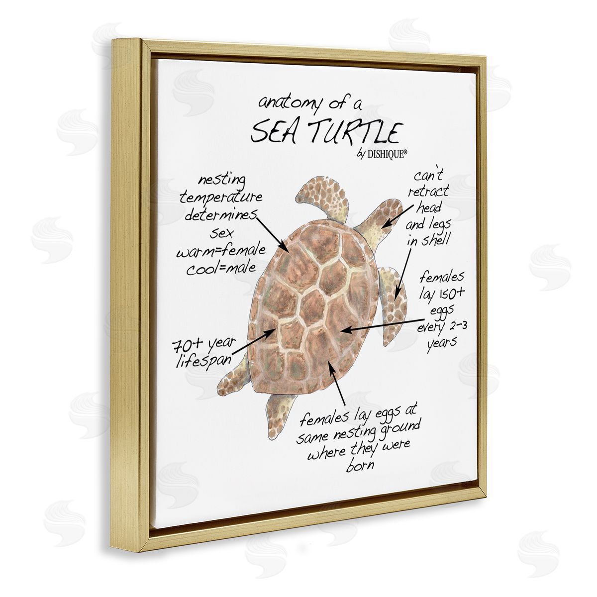 Dishique Sea Turtle Anatomy Marine Life Animal Chart  Gold Floating Frame Canvas Wall Art Print