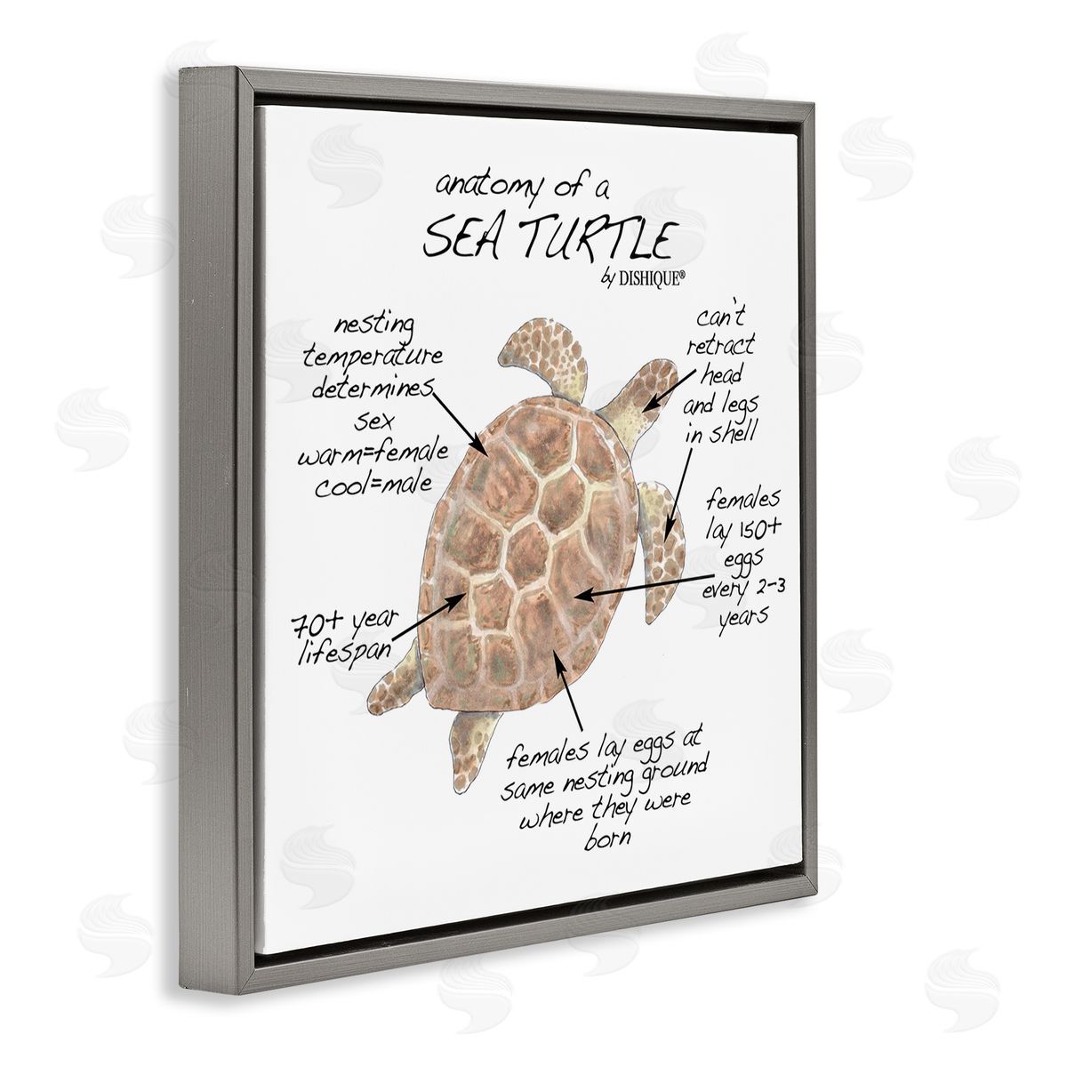 Dishique Sea Turtle Anatomy Marine Life Animal Chart  Gray Floating Frame Canvas Wall Art Print
