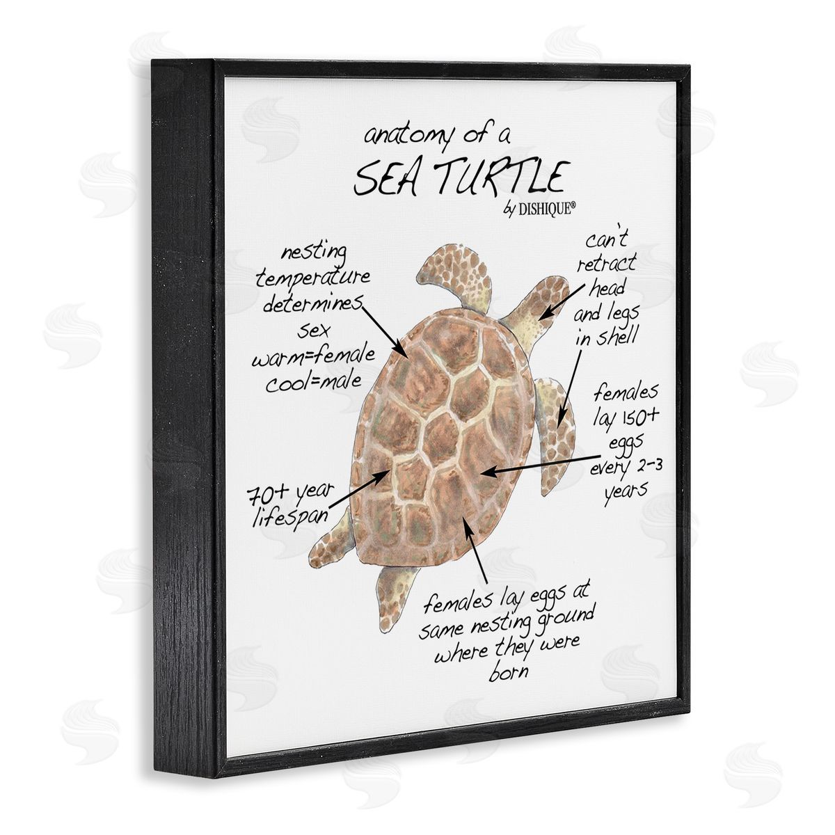 Dishique Sea Turtle Anatomy Marine Life Animal Chart  Black Framed Glicee Wall Art Print