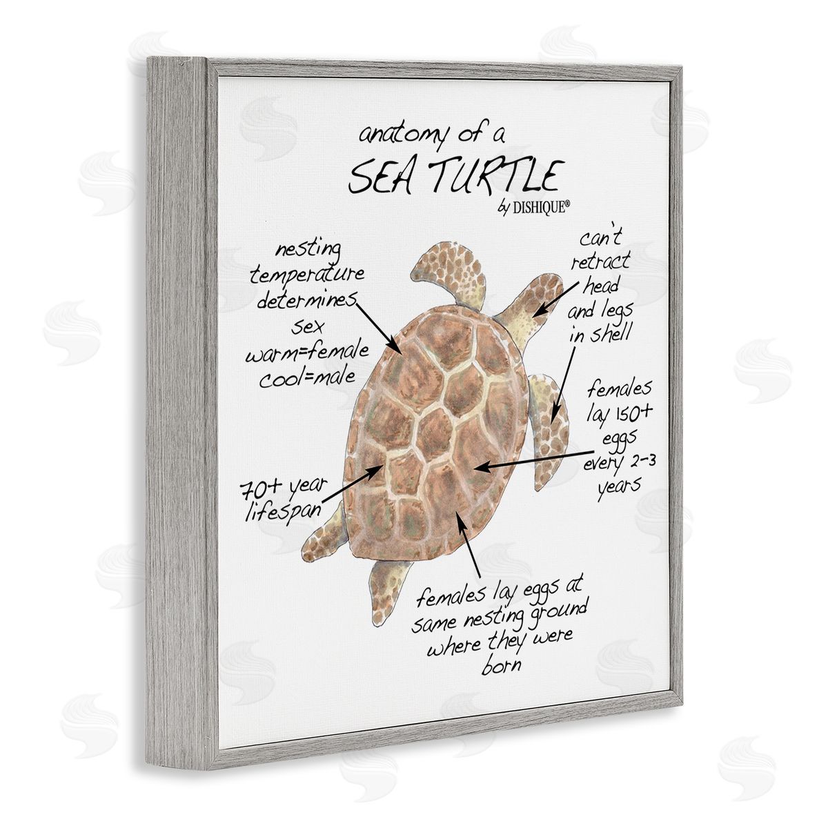 Dishique Sea Turtle Anatomy Marine Life Animal Chart  Gray Framed Glicee Wall Art Print