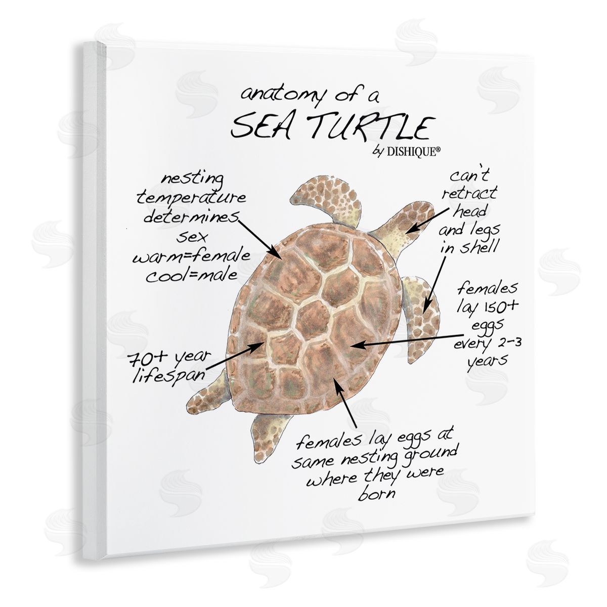 Dishique Sea Turtle Anatomy Marine Life Animal Chart  Wooden Wall Plaque Art Print