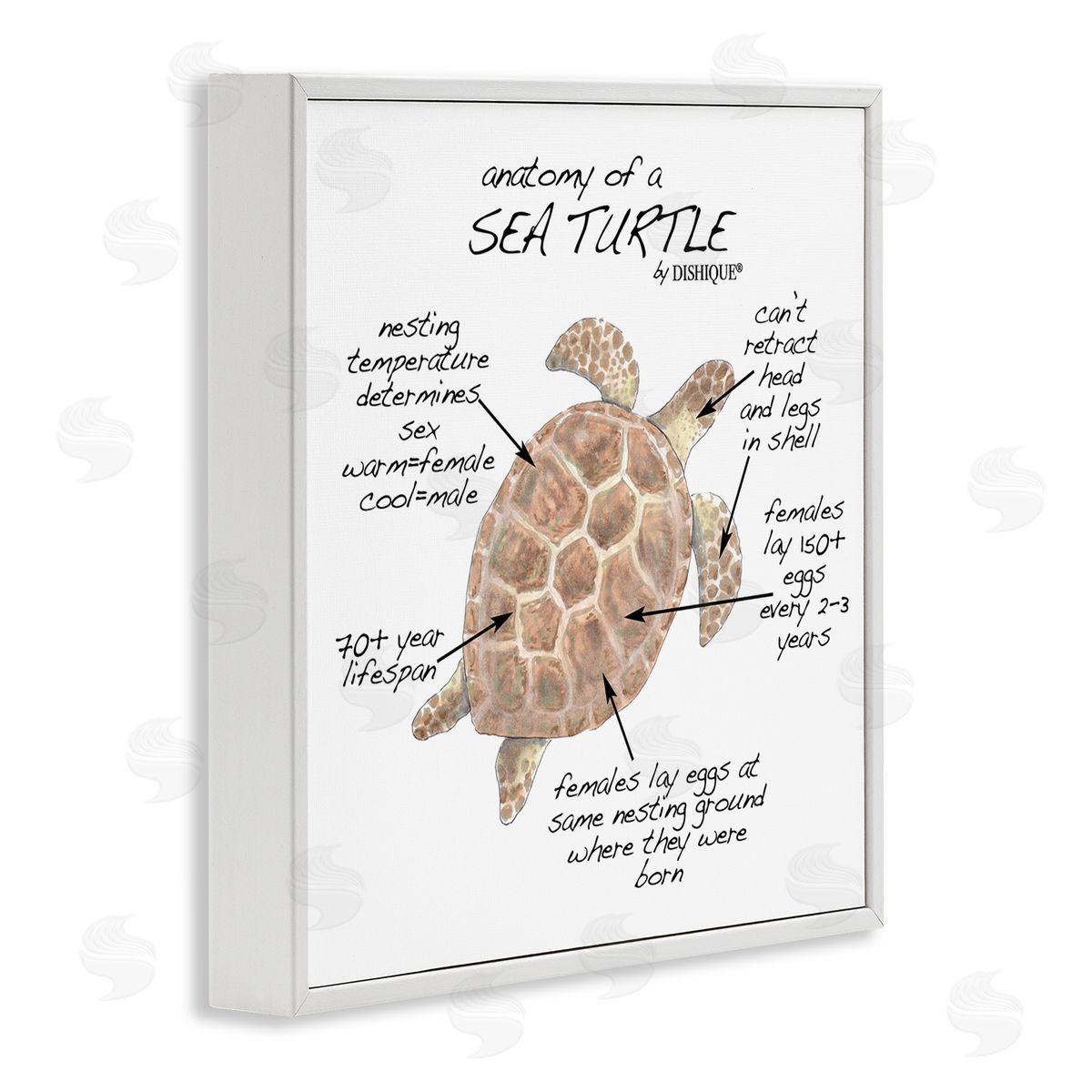 Dishique Sea Turtle Anatomy Marine Life Animal Chart  White Framed Glicee Wall Art Print