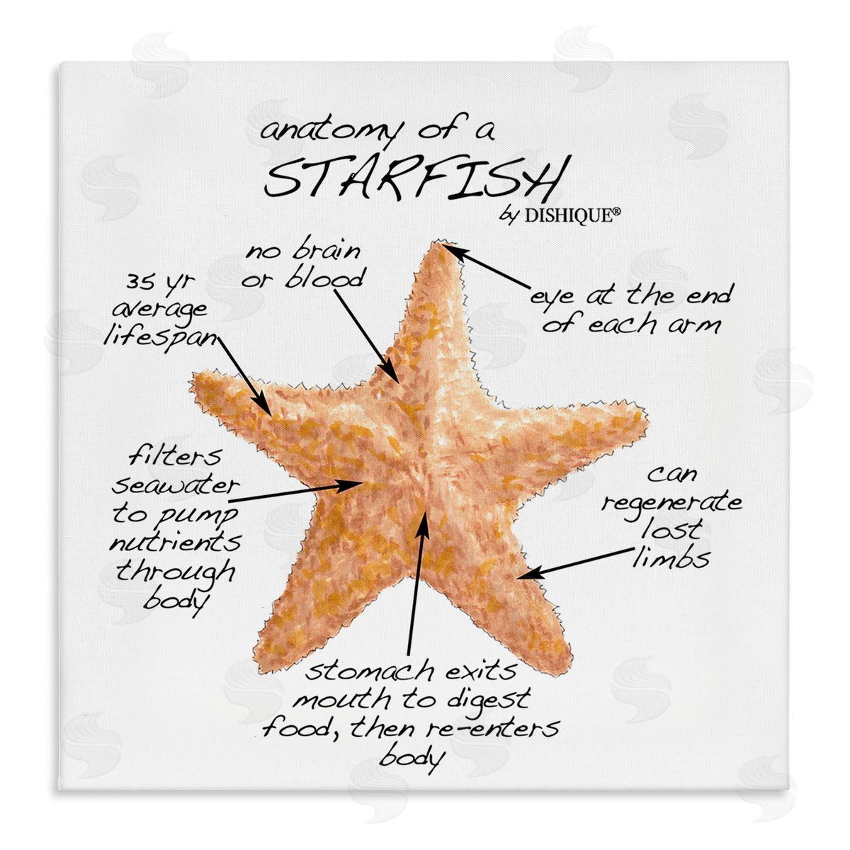 Dishique Anatomy of Starfish Sea Life Wildlife Educational Facts Stretched Canvas Wall Art Print
