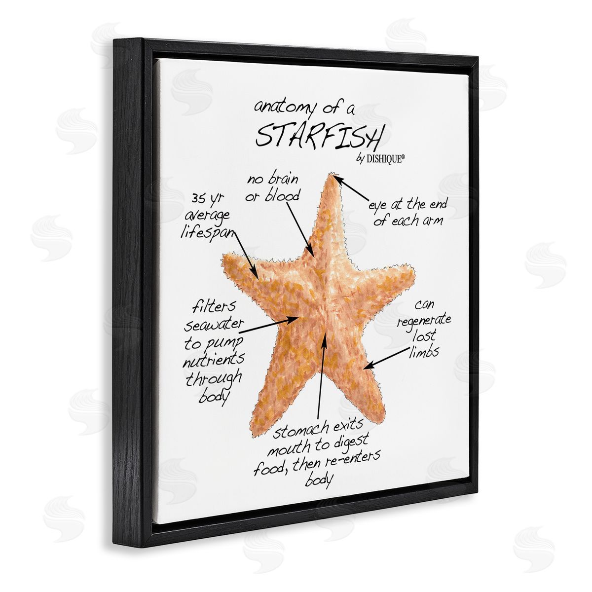 Dishique Anatomy of Starfish Sea Life Wildlife Educational Facts Black Floating Frame Canvas Wall Art Print