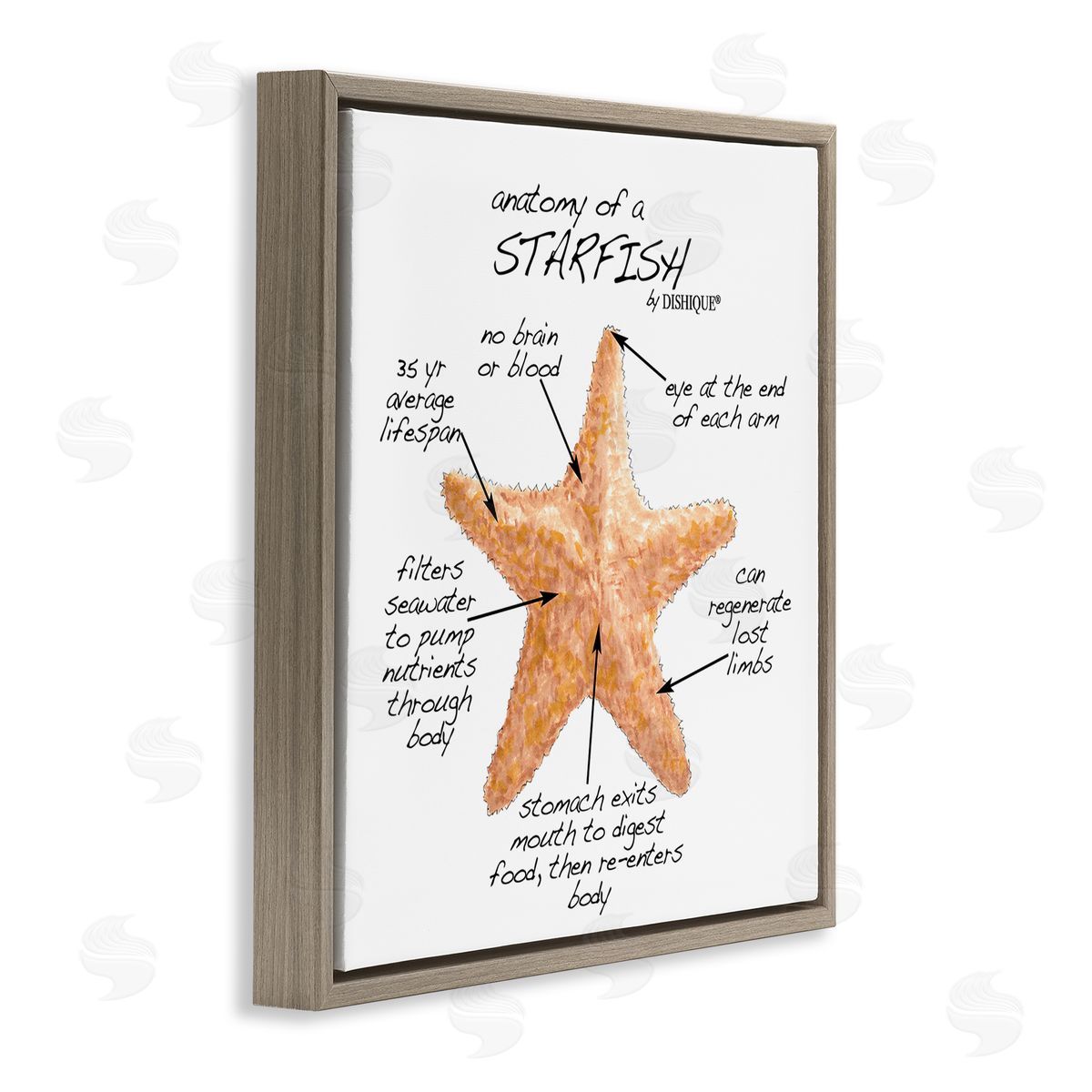 Dishique Anatomy of Starfish Sea Life Wildlife Educational Facts Brown Floating Frame Canvas Wall Art Print