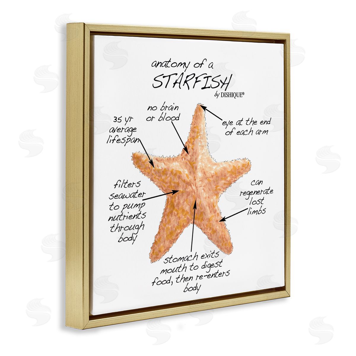 Dishique Anatomy of Starfish Sea Life Wildlife Educational Facts Gold Floating Frame Canvas Wall Art Print