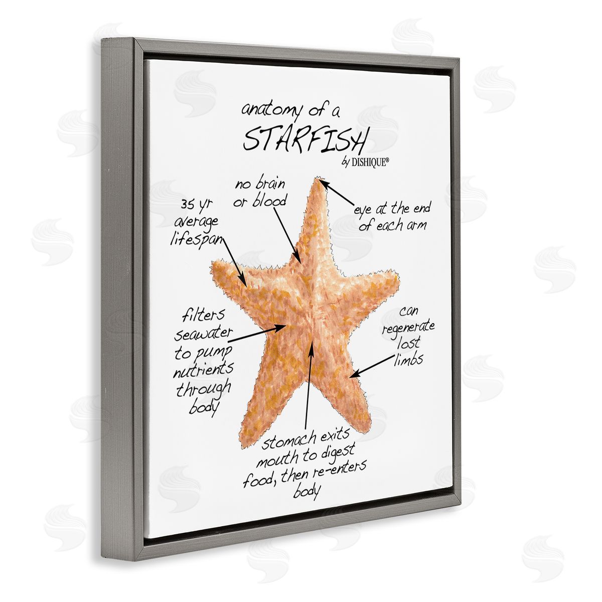 Dishique Anatomy of Starfish Sea Life Wildlife Educational Facts Gray Floating Frame Canvas Wall Art Print