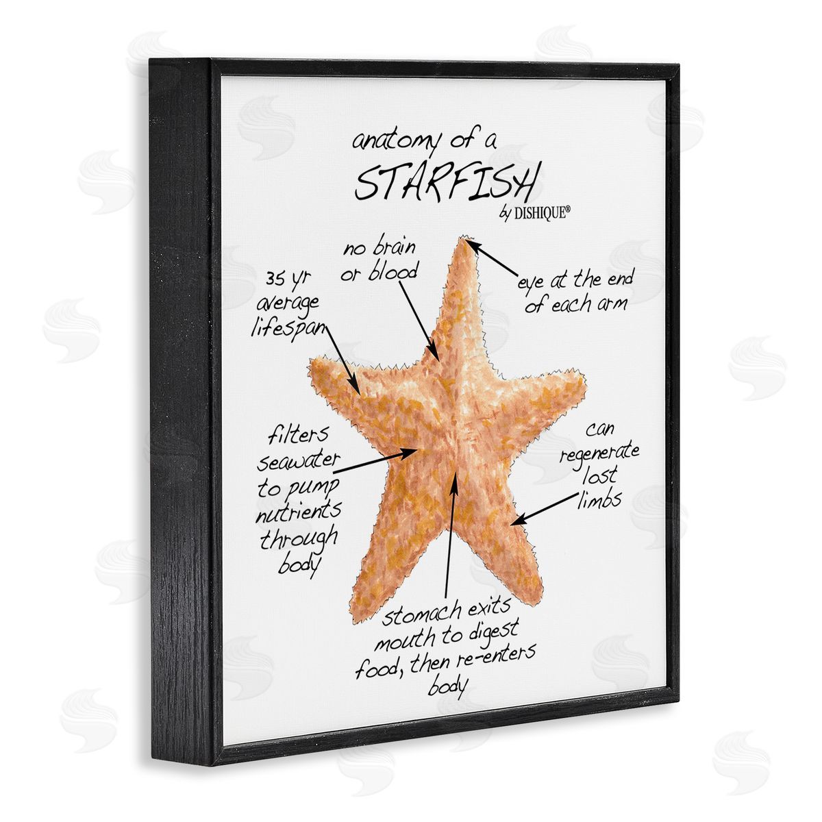 Dishique Anatomy of Starfish Sea Life Wildlife Educational Facts Black Framed Glicee Wall Art Print