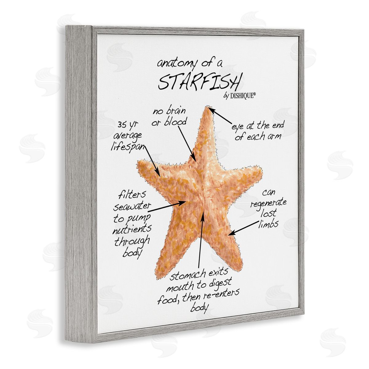 Dishique Anatomy of Starfish Sea Life Wildlife Educational Facts Gray Framed Glicee Wall Art Print