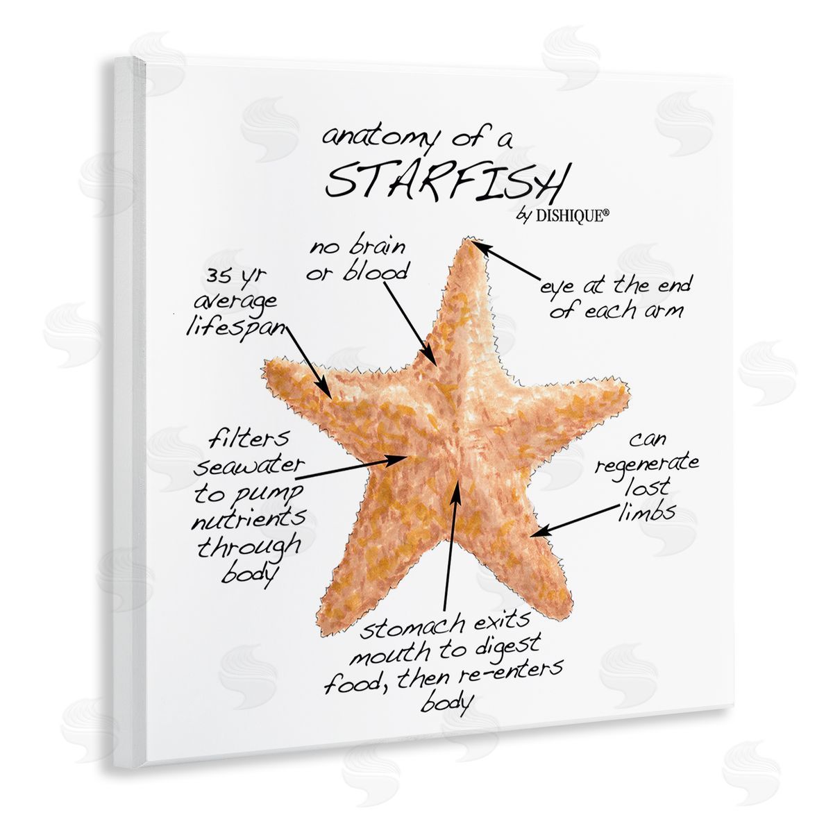 Dishique Anatomy of Starfish Sea Life Wildlife Educational Facts Wooden Wall Plaque Art Print