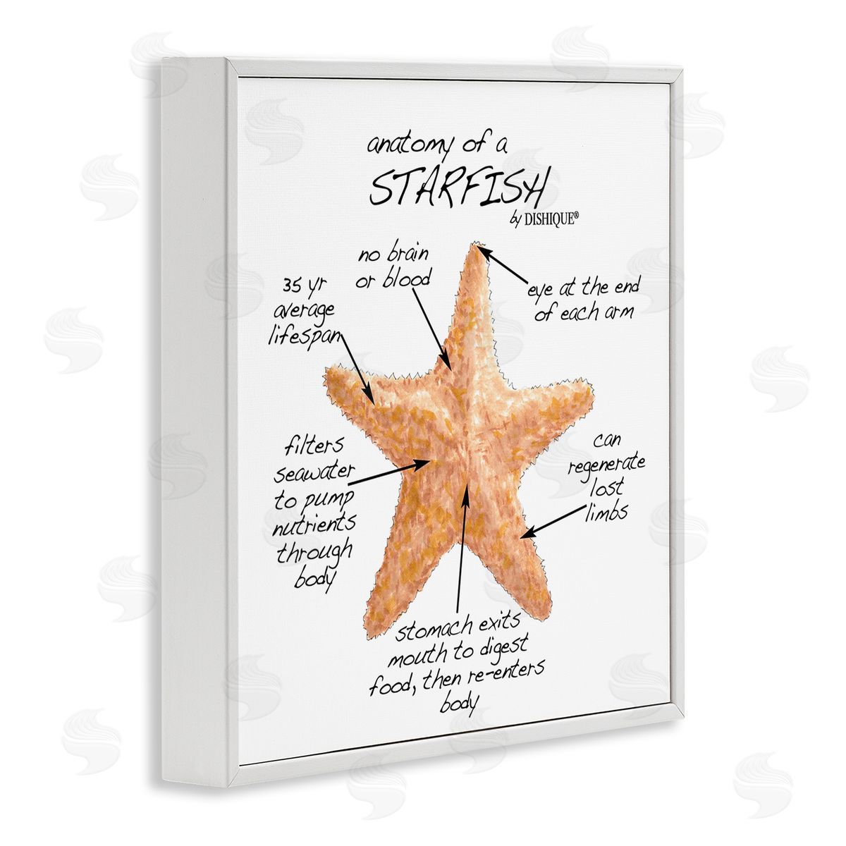 Dishique Anatomy of Starfish Sea Life Wildlife Educational Facts White Framed Glicee Wall Art Print