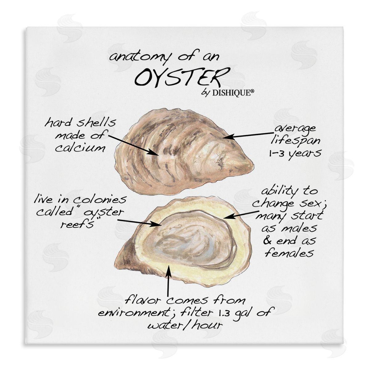 Dishique Oyster Marine Life Anatomy Facts Educational Diagram Stretched Canvas Wall Art Print