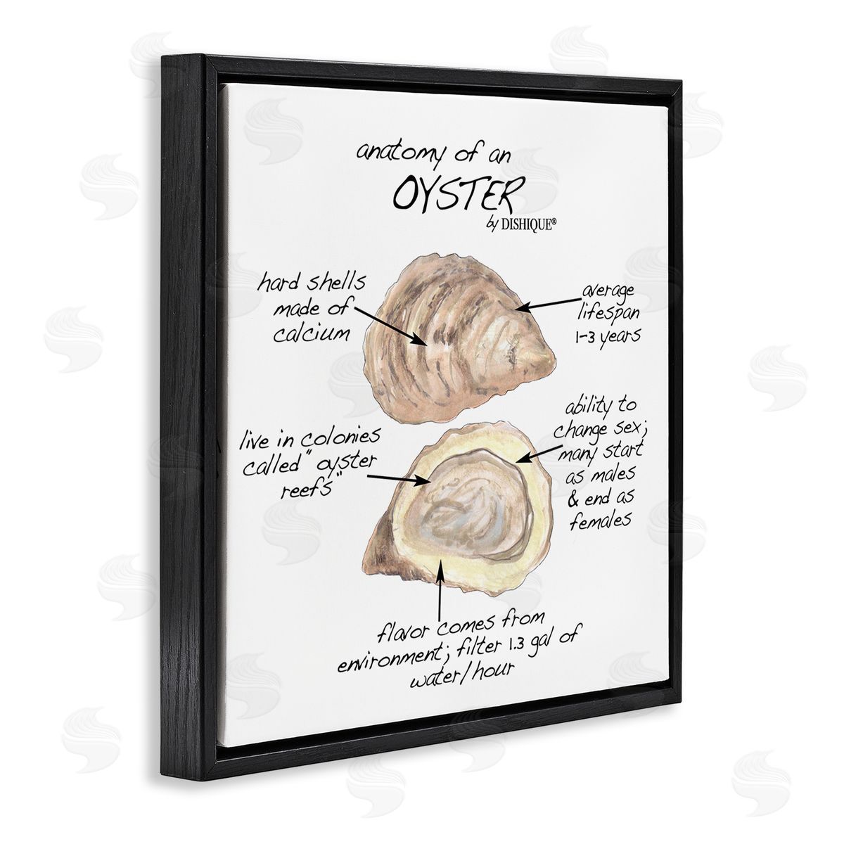 Dishique Oyster Marine Life Anatomy Facts Educational Diagram Black Floating Frame Canvas Wall Art Print