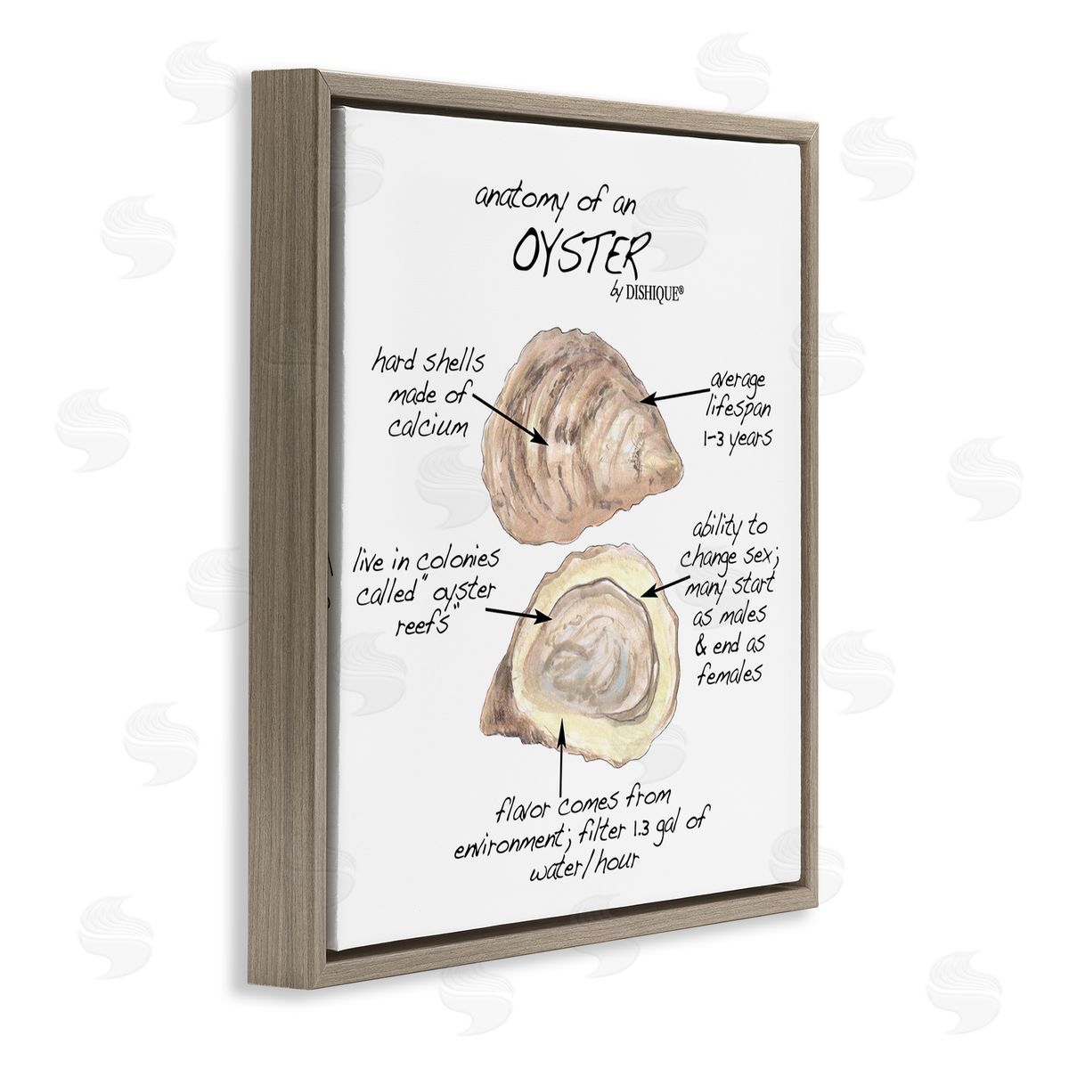 Dishique Oyster Marine Life Anatomy Facts Educational Diagram Brown Floating Frame Canvas Wall Art Print