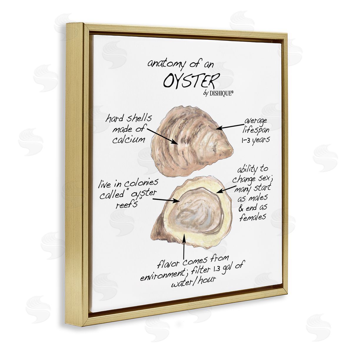 Dishique Oyster Marine Life Anatomy Facts Educational Diagram Gold Floating Frame Canvas Wall Art Print