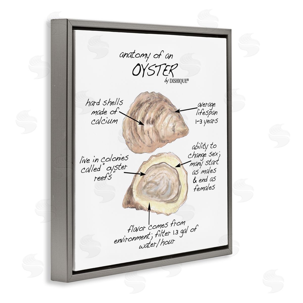 Dishique Oyster Marine Life Anatomy Facts Educational Diagram Gray Floating Frame Canvas Wall Art Print