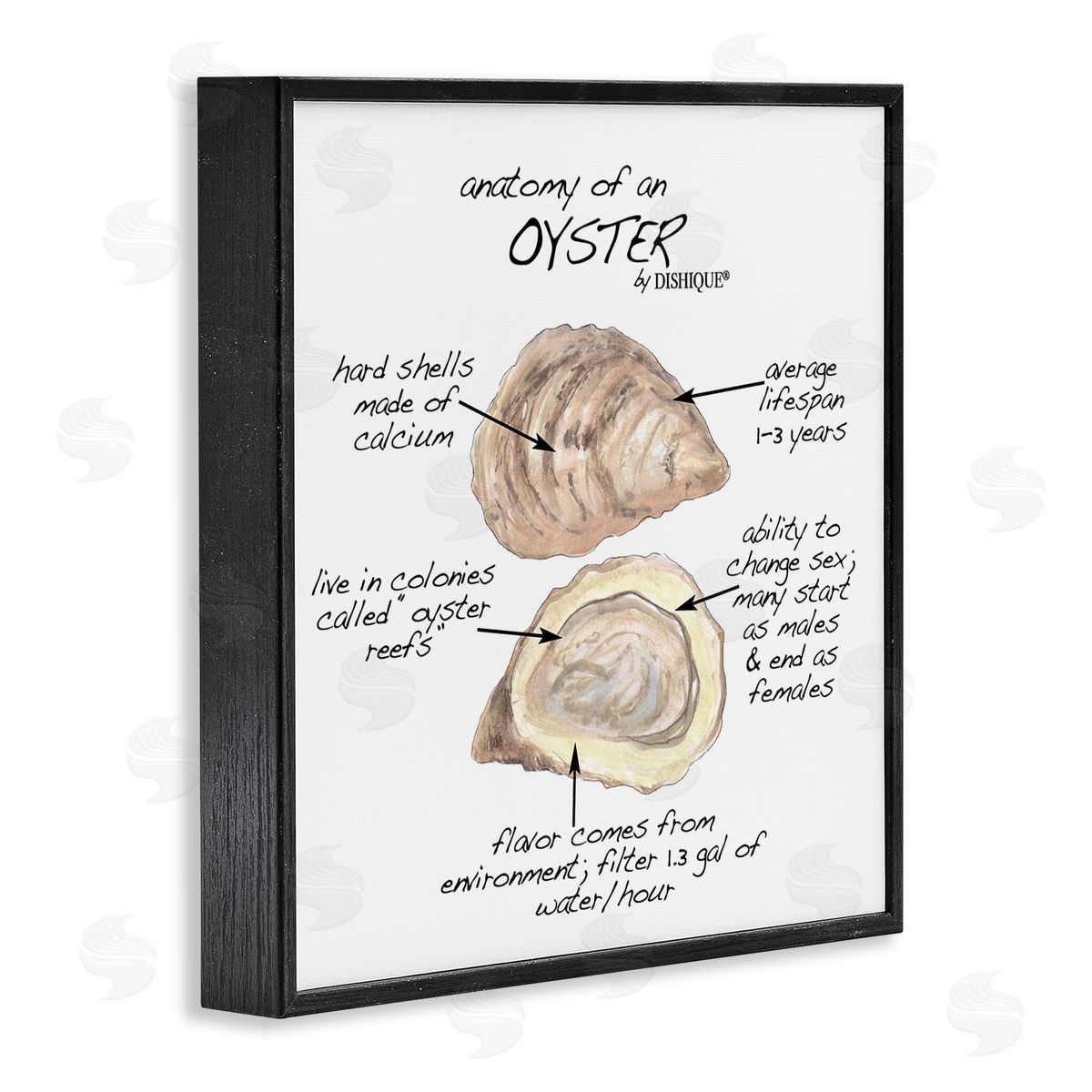 Dishique Oyster Marine Life Anatomy Facts Educational Diagram Black Framed Glicee Wall Art Print