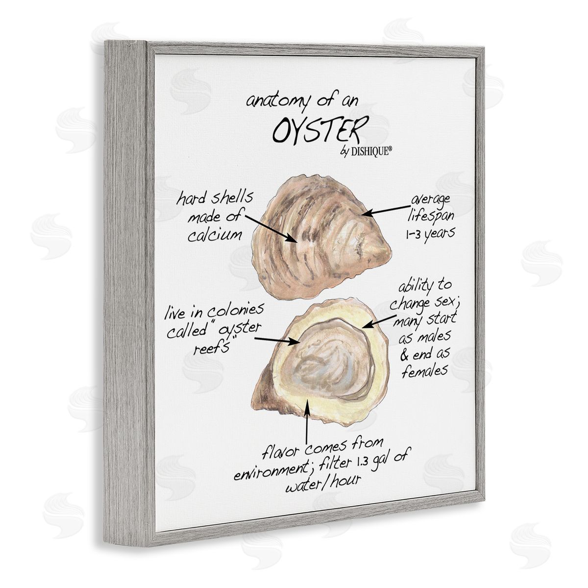 Dishique Oyster Marine Life Anatomy Facts Educational Diagram Gray Framed Glicee Wall Art Print