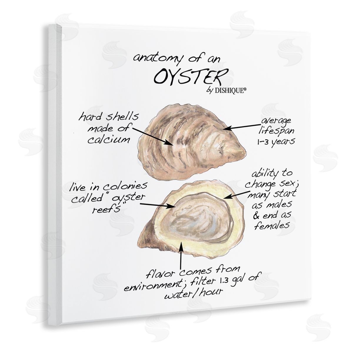 Dishique Oyster Marine Life Anatomy Facts Educational Diagram Wooden Wall Plaque Art Print