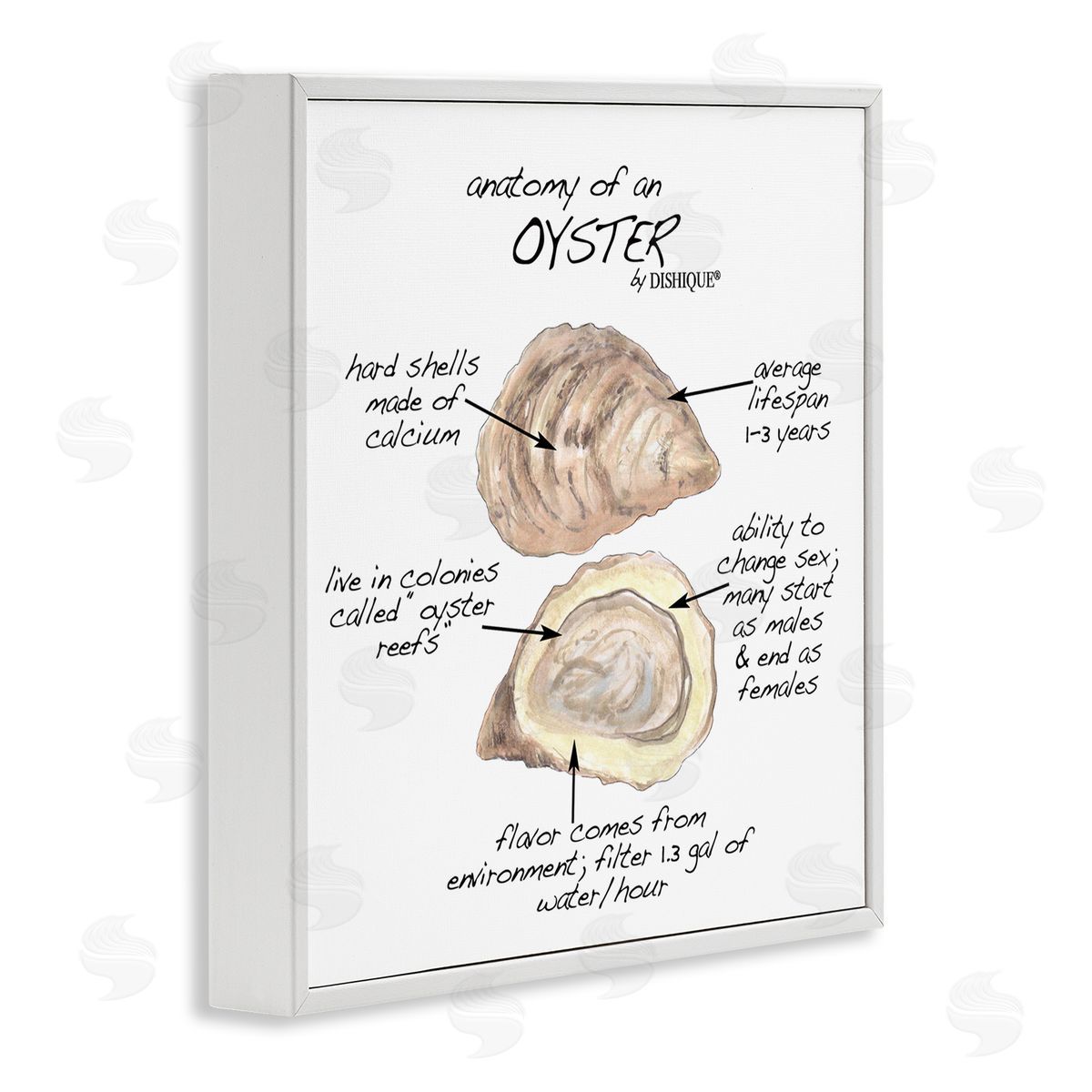 Dishique Oyster Marine Life Anatomy Facts Educational Diagram White Framed Glicee Wall Art Print