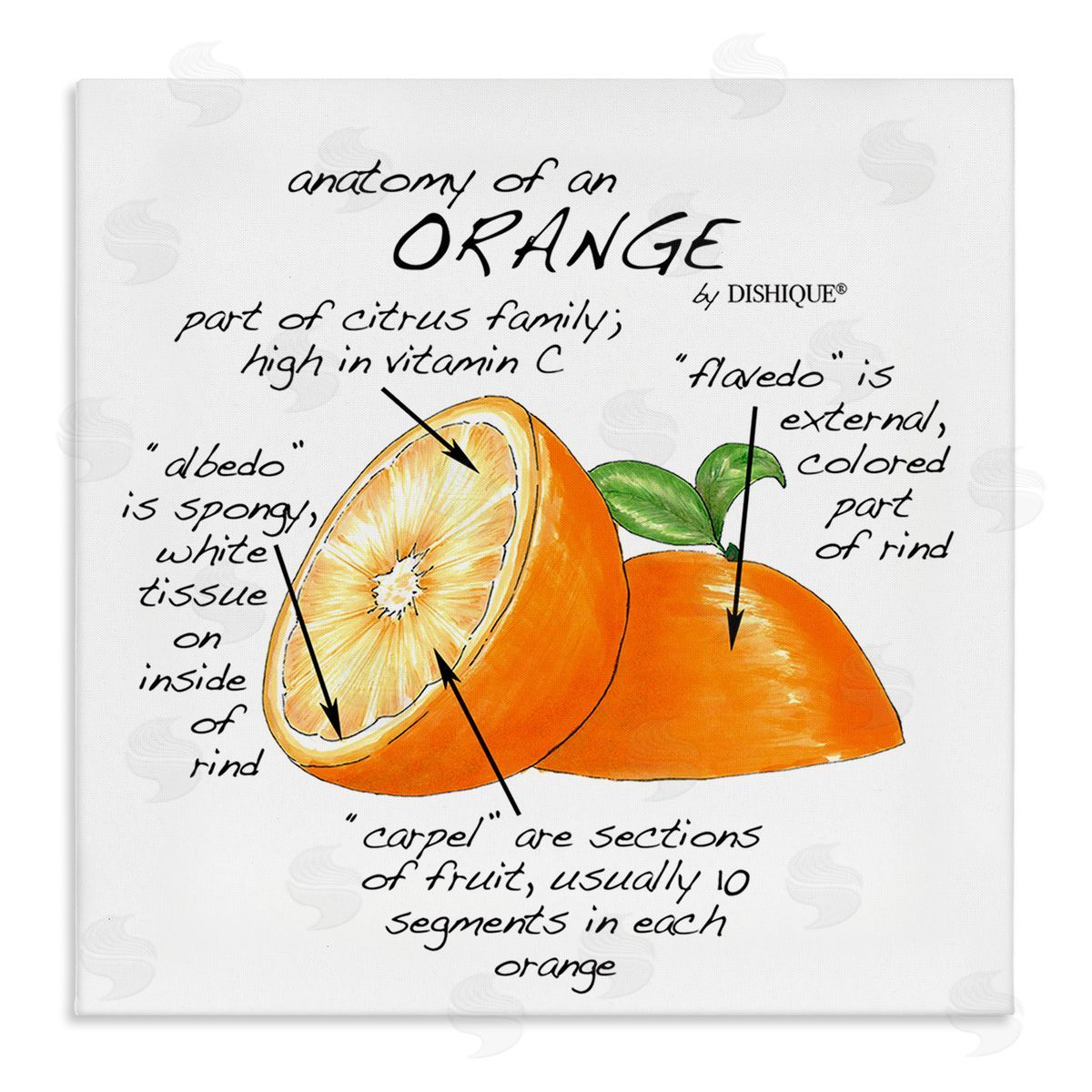 Dishique Orange Citrus Fruit Chart Informative Learning Diagram Stretched Canvas Wall Art Print