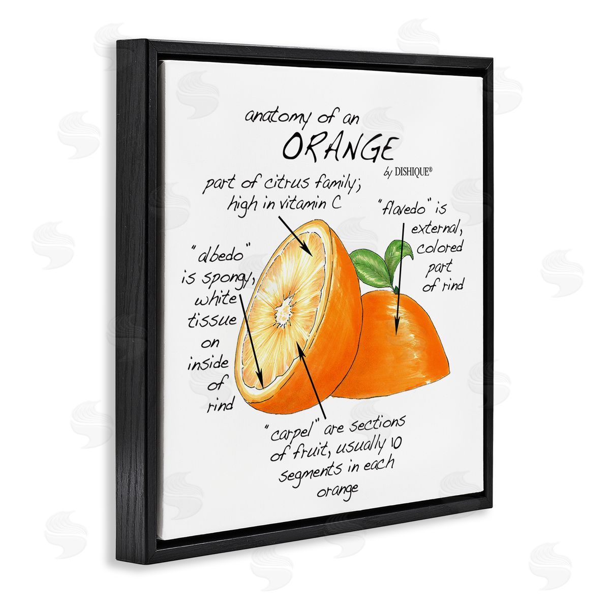 Dishique Orange Citrus Fruit Chart Informative Learning Diagram Black Floating Frame Canvas Wall Art Print