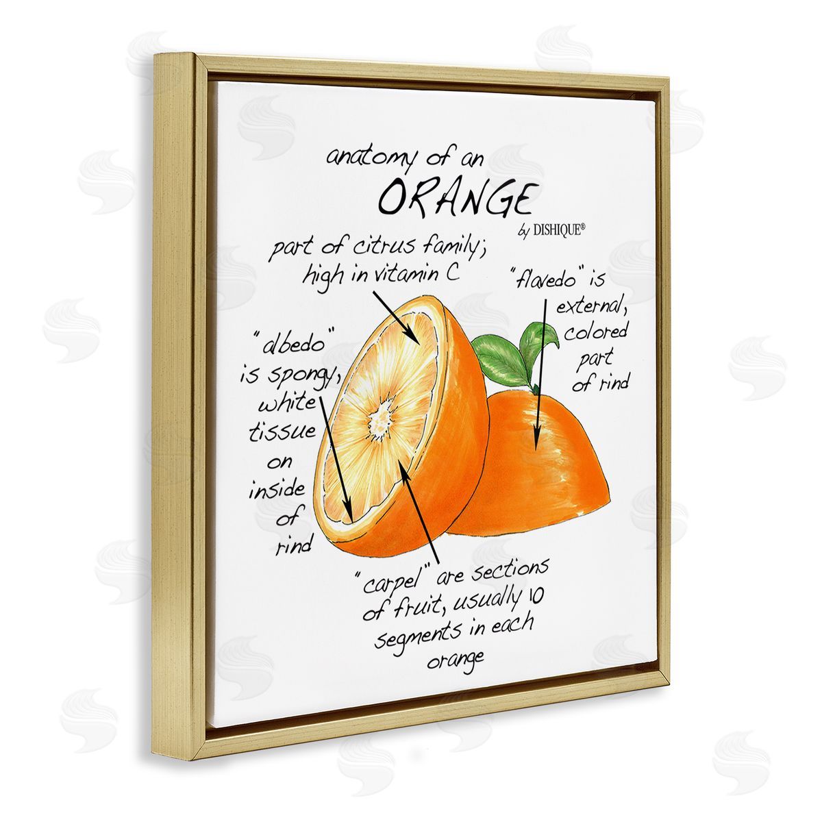 Dishique Orange Citrus Fruit Chart Informative Learning Diagram Gold Floating Frame Canvas Wall Art Print