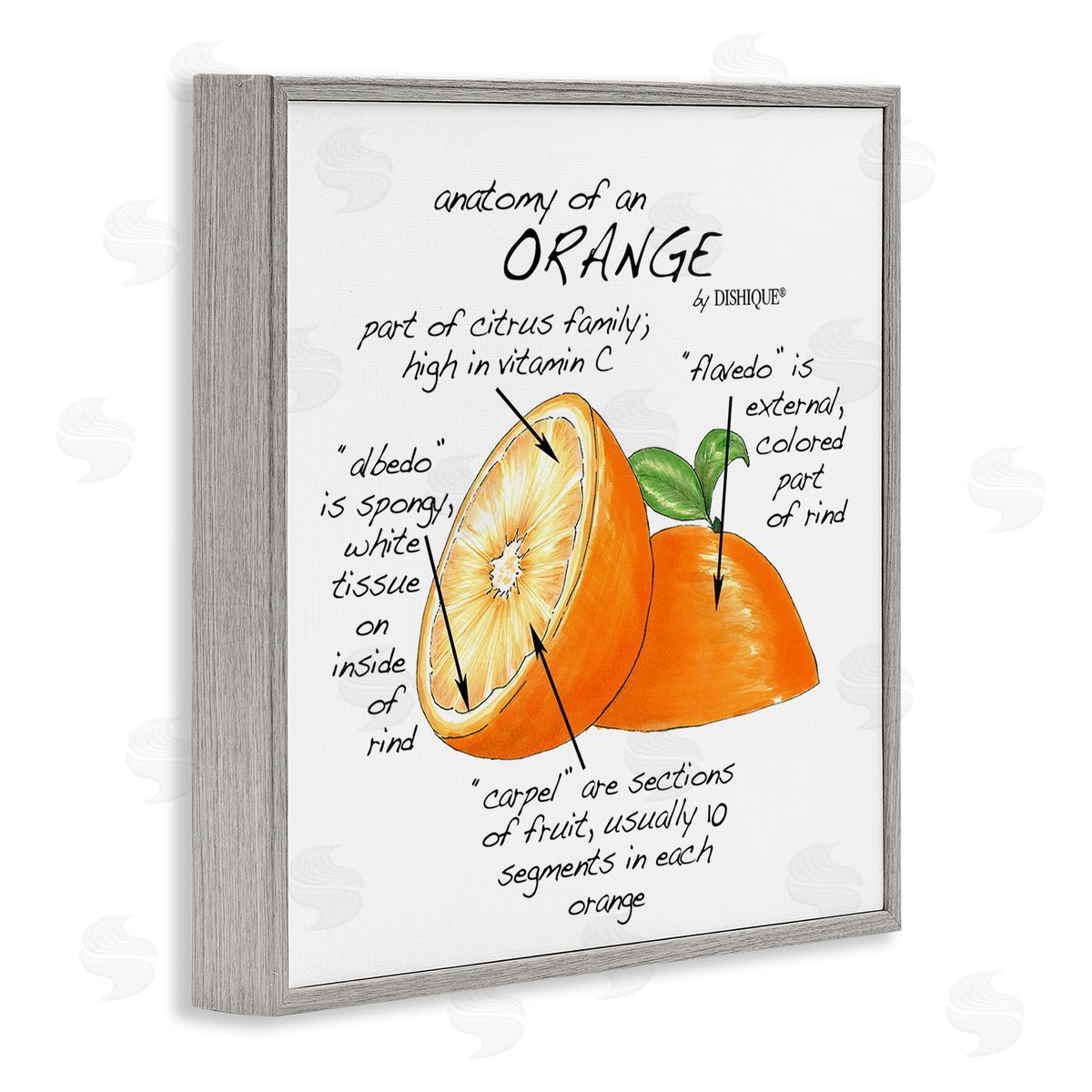 Dishique Orange Citrus Fruit Chart Informative Learning Diagram Gray Framed Glicee Wall Art Print