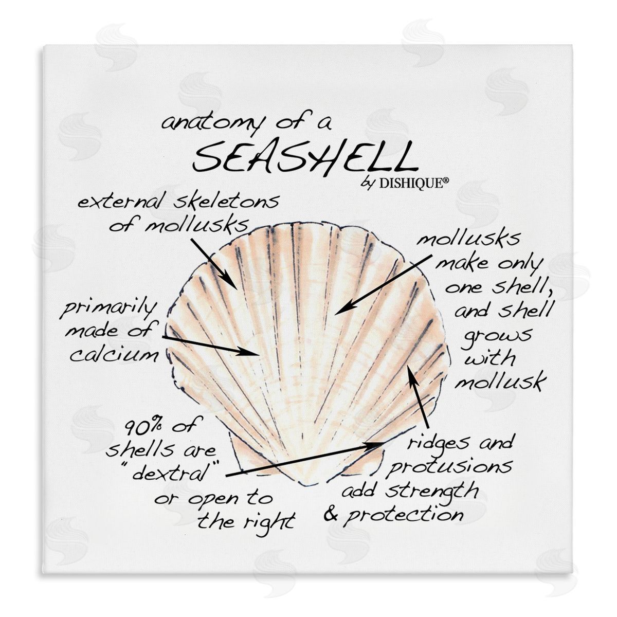 Dishique Anatomy of Seashell Educational Marine Life Facts Chart Stretched Canvas Wall Art Print