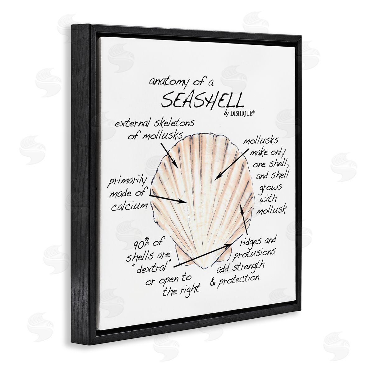 Dishique Anatomy of Seashell Educational Marine Life Facts Chart Black Floating Frame Canvas Wall Art Print