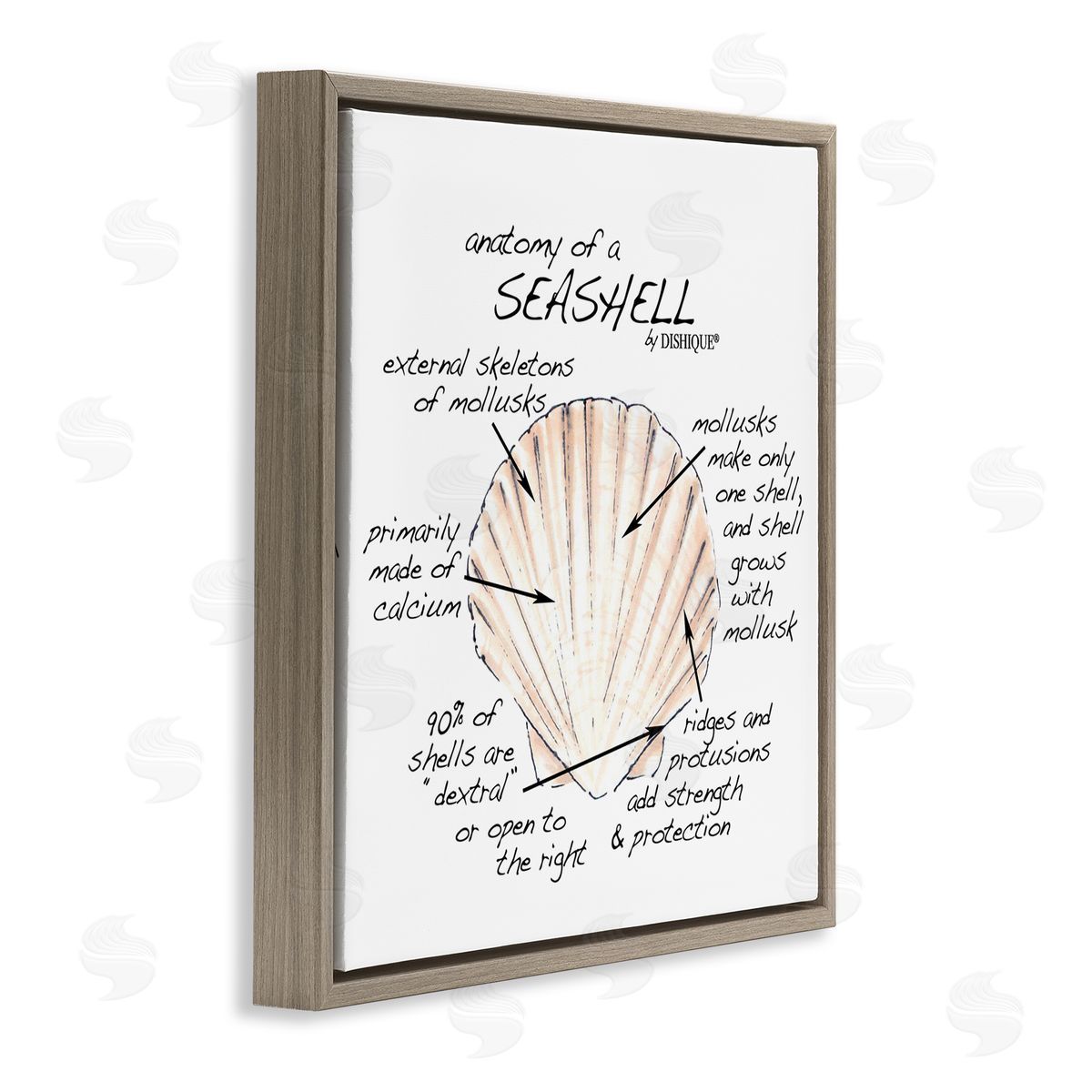 Dishique Anatomy of Seashell Educational Marine Life Facts Chart Brown Floating Frame Canvas Wall Art Print