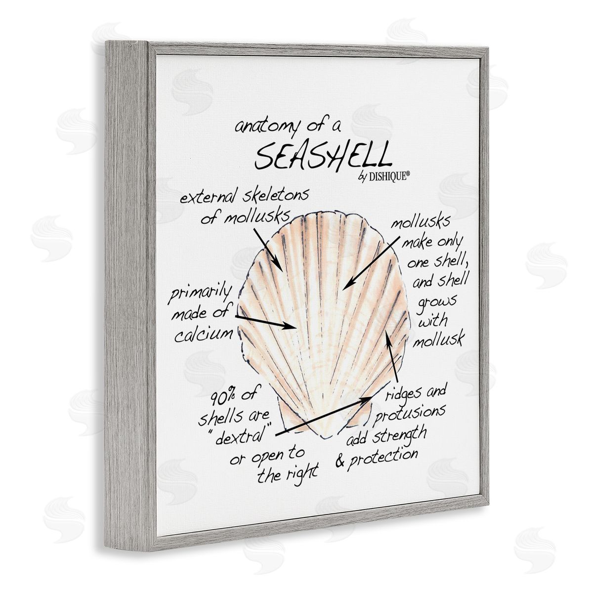 Dishique Anatomy of Seashell Educational Marine Life Facts Chart Gray Framed Glicee Wall Art Print