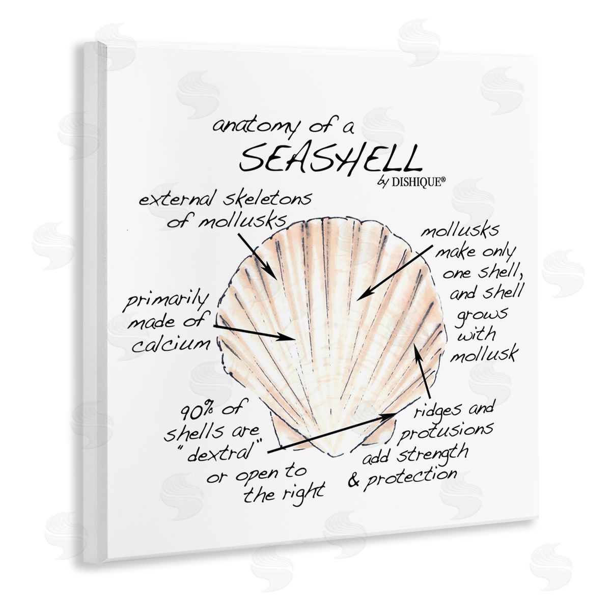 Dishique Anatomy of Seashell Educational Marine Life Facts Chart Wooden Wall Plaque Art Print