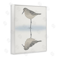 Ziwei Li | Tranquil Sandpiper Bird Reflection