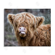 James Dobson | Baby Cattle Licking Lips