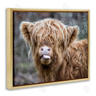 James Dobson | Baby Cattle Licking Lips