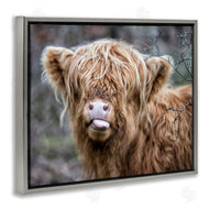 James Dobson | Baby Cattle Licking Lips