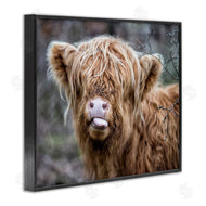 James Dobson | Baby Cattle Licking Lips