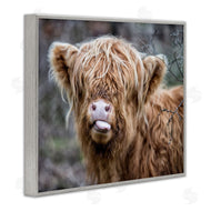 James Dobson | Baby Cattle Licking Lips
