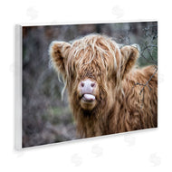 James Dobson | Baby Cattle Licking Lips